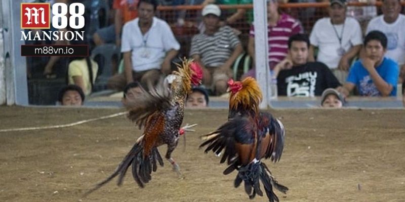 Bỏ túi kinh nghiệm cược giải đá gà Thomo