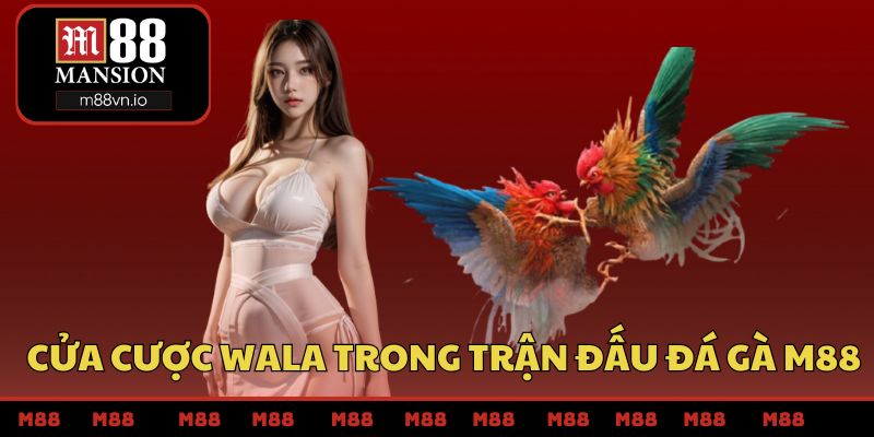 Cửa cược wala trong trận đấu đá gà M88