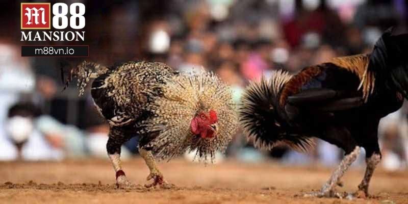 Cược chọi gà Thomo thu hút hàng triệu khách hàng