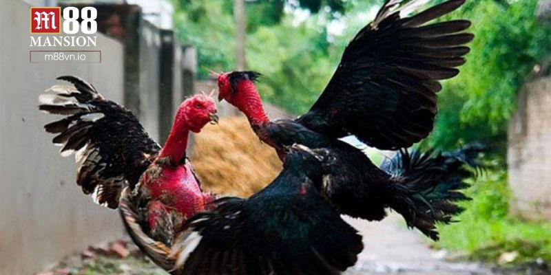 Điểm hấp dẫn của các loại kèo đá gà