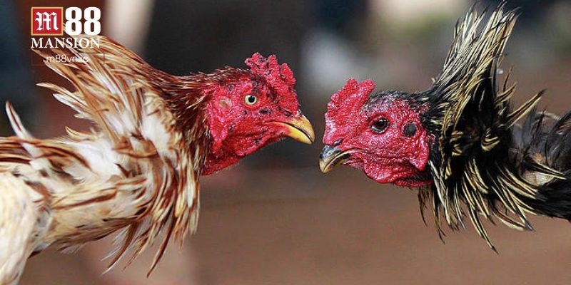 Khám phá các loại kèo đá gà trực tuyến tại M88