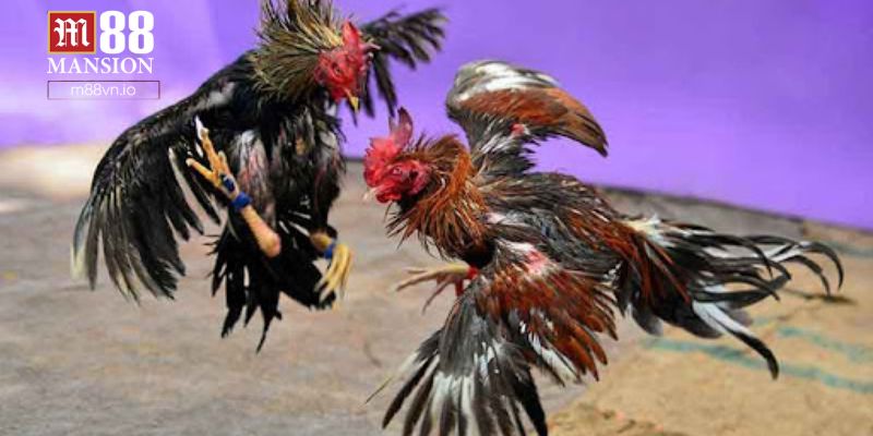 Kinh nghiệm bắt kèo đá gà