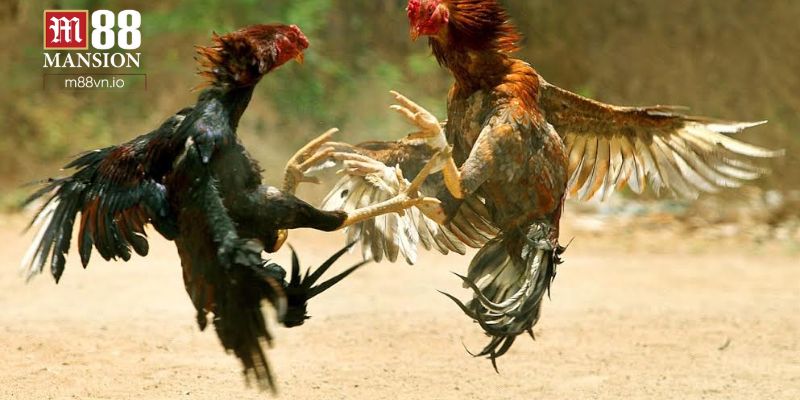 Lưu ý khi tham gia cá cược đá gà trực tuyến