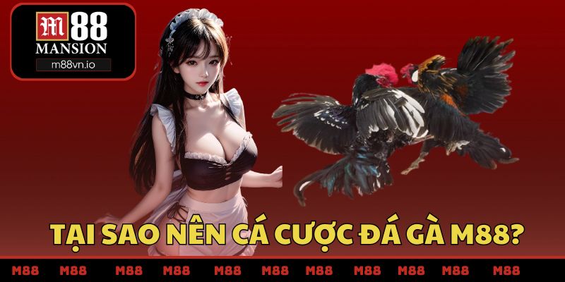 Tại sao nên cá cược đá gà M88?