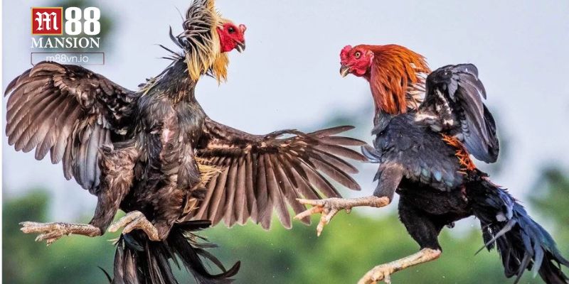 Tổng hợp các hình thức cá cược đá gà trực tuyến M88